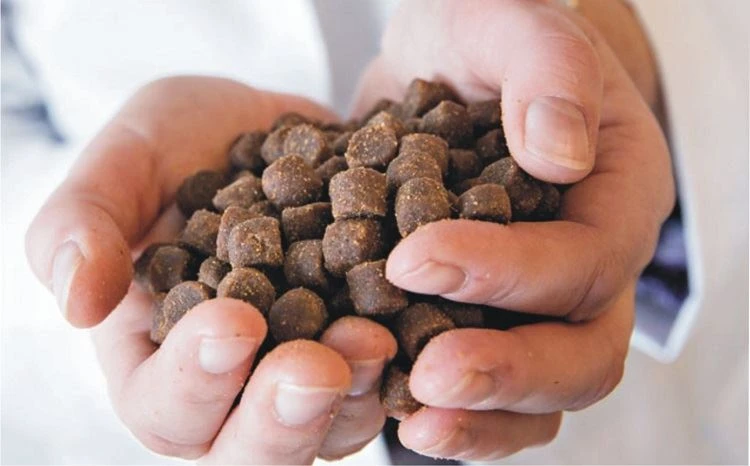Fish Feed